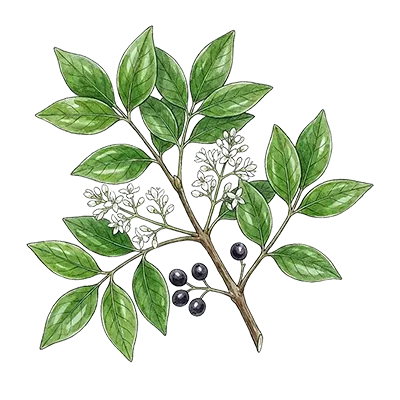 Amyris (West Indian Sandalwood) essential oil