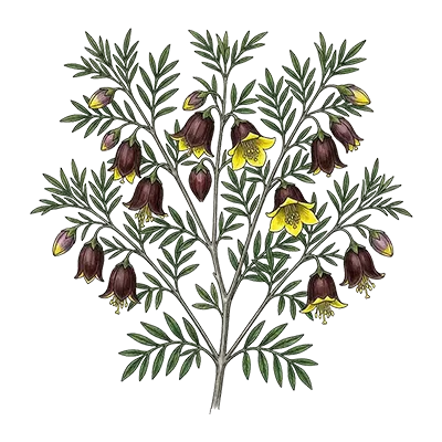 Boronia Absolute essential oil