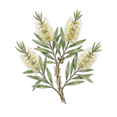 Cajeput essential oil