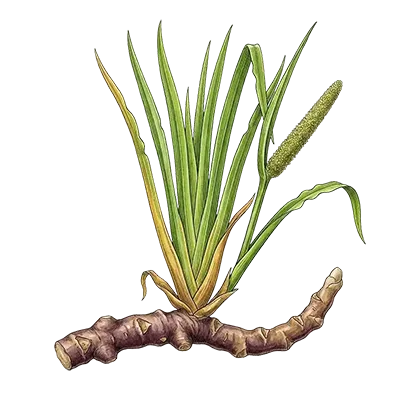 Calamus / Sweet Flag essential oil