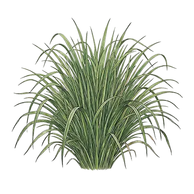 Citronella (Java) essential oil