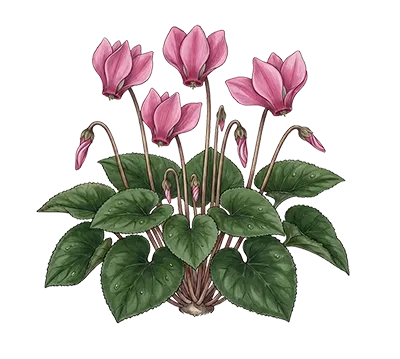 Cyclamen essential oil