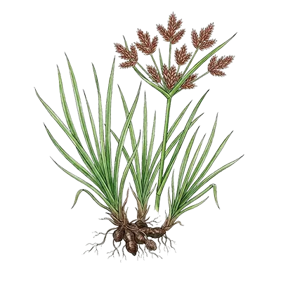 Cypriol (Nagarmotha) essential oil