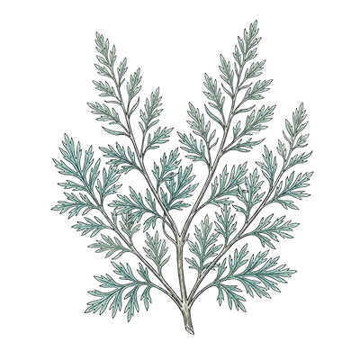 Davana essential oil