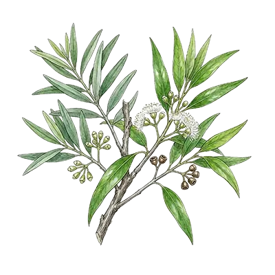 Eucalyptus (Radiata) essential oil