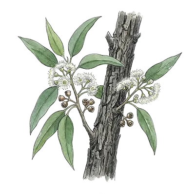 Eucalyptus (Staigeriana) essential oil