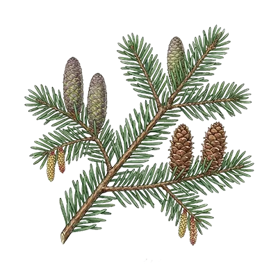 Fir Needle essential oil