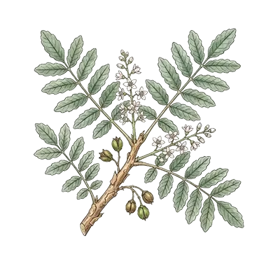 Frankincense (Carterii) essential oil