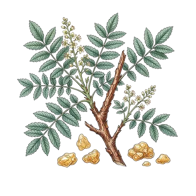 Frankincense (Serrata) essential oil