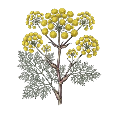 Galbanum Resinoid essential oil