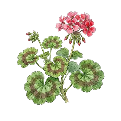 Geranium essential oil