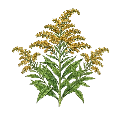 Goldenrod essential oil