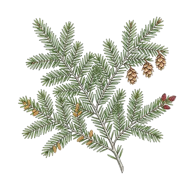Hemlock Spruce essential oil