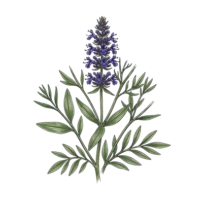 Hyssop essential oil