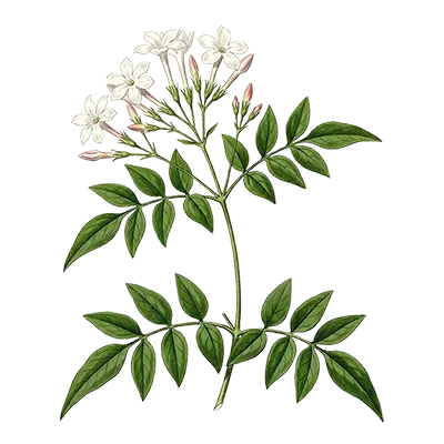 Jasmine essential oil