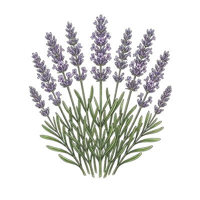 Lavender Absolute essential oil