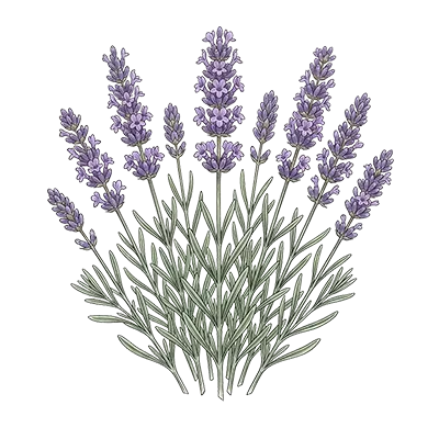Lavender Fine essential oil