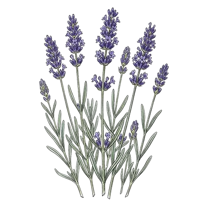Lavender Maillette essential oil