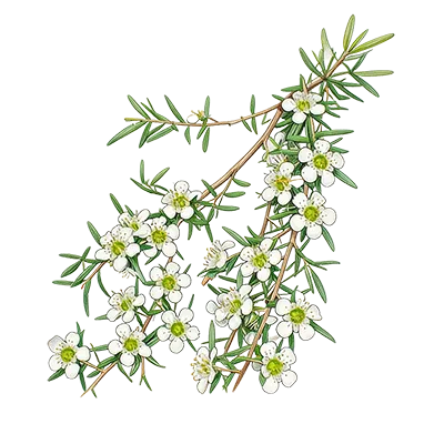 Lemon Tea Tree essential oil