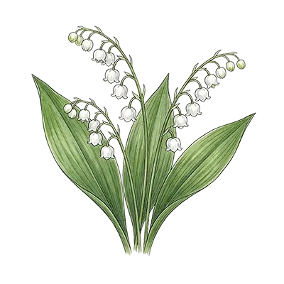 Lily of the Valley / Muguet essential oil