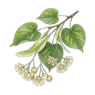 Linden Blossom Absolute essential oil
