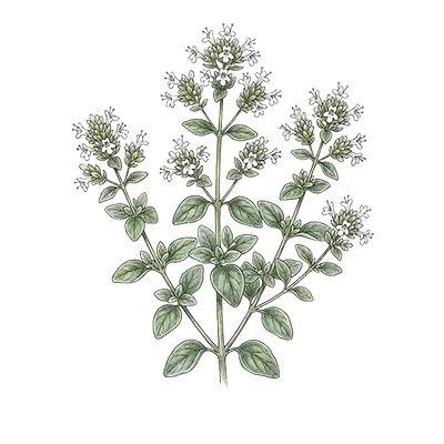 Marjoram (Sweet) essential oil