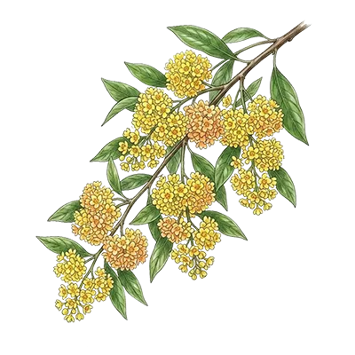May Chang (Litsea cubeba) essential oil