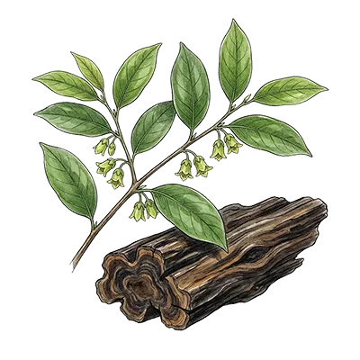 Oud (Agarwood) essential oil