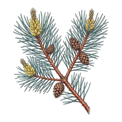 Pine (Scots) essential oil