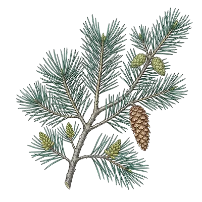Pine (White) essential oil