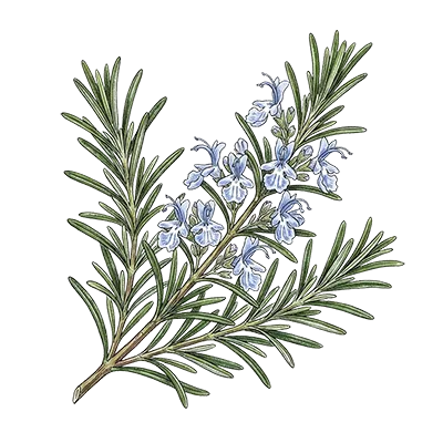 Rosemary (Cineole) essential oil