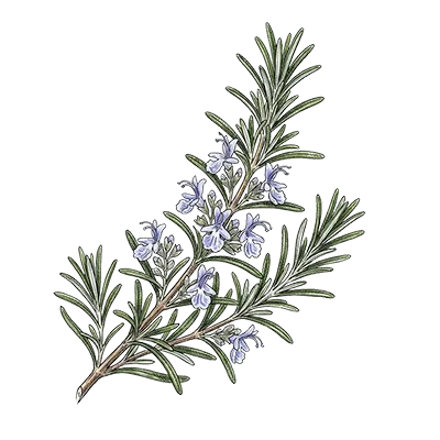 Rosemary (Verbenone) essential oil