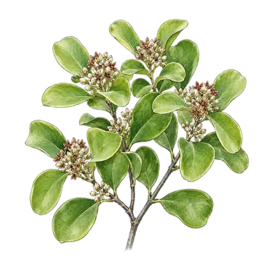 Sandalwood (Pacific/Vanuatu) essential oil
