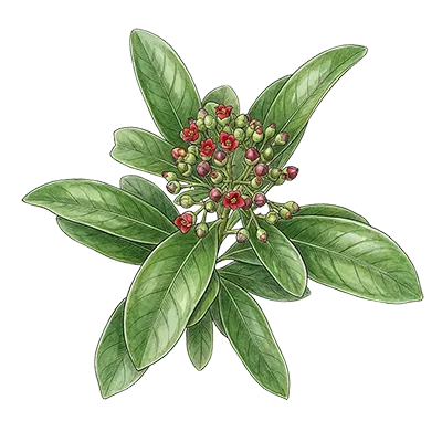 Saro (Mandravasarotra) essential oil