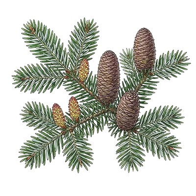 Silver Fir essential oil