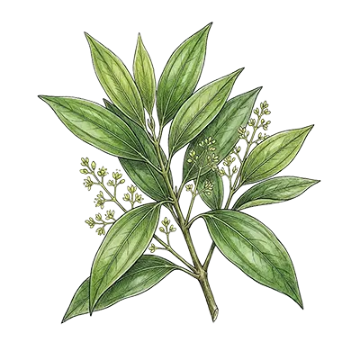Tejpat (Indian Bay Leaf) essential oil
