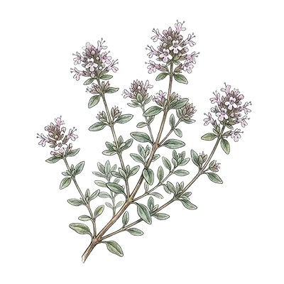 Thyme (Linalool) essential oil