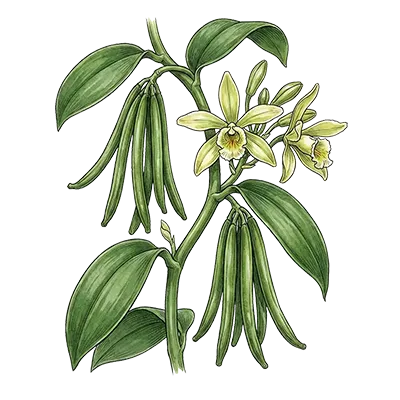 Vanilla CO2 essential oil