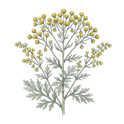 Wormwood essential oil