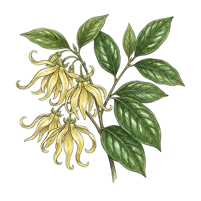 Ylang Ylang I essential oil