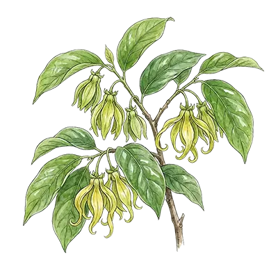 Ylang Ylang II essential oil