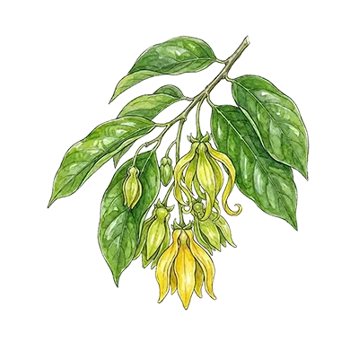 Ylang Ylang III essential oil