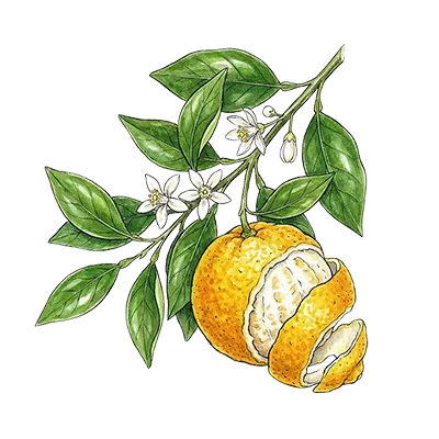 Yuzu essential oil